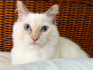 RAGDOLL CFA